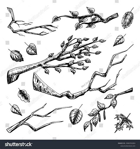 Update 81+ tree branch sketch - in.eteachers