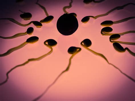 Egg and sperm cell size evolved from competition