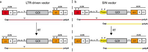 Schema of a gammaretroviral LTR-driven vector ( a ) and a SIN... | Download Scientific Diagram