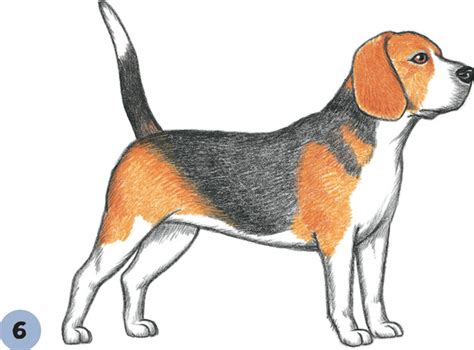 Beagle Drawing, Pencil, Sketch, Colorful, Realistic Art Images | Drawing Skill