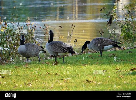 Canadian Geese Feeding Stock Photo - Alamy