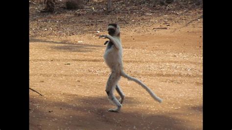 Dancing Lemurs (Verreaux's Sifaka) of Madagascar - YouTube