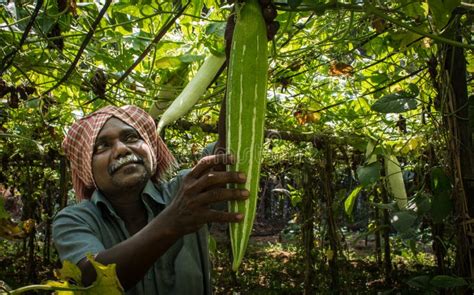 Agriculture Au Kerala Moisson Image stock éditorial - Image du inde ...