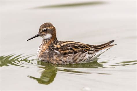 Red-necked Phalarope by Ian Bollen - BirdGuides