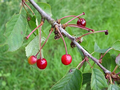 How to Identify a Wild Cherry Tree | A Guide from TCV