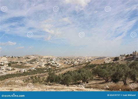 Olive Trees in the Countryside Outside of Bethlehem, West Bank, Palestine Stock Image - Image of ...