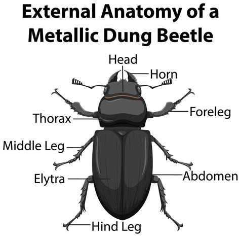 Download External Anatomy of a Metallic Dung Beetle for free