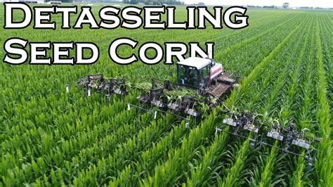 DETASSELING SEED CORN 2017 - YouTube