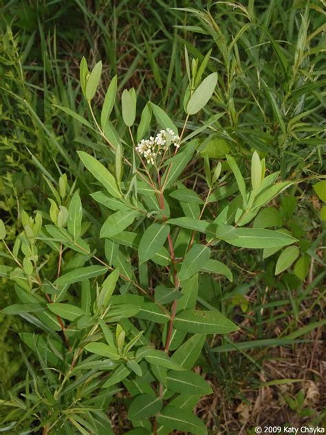 Apocynum cannabinum (Indian Hemp): Minnesota Wildflowers