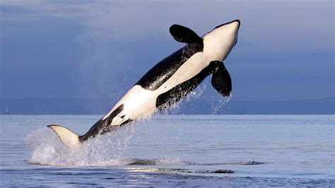 Why whale sightings have increased in Washington | king5.com