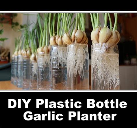 DIY Plastic Bottle Garlic Planter