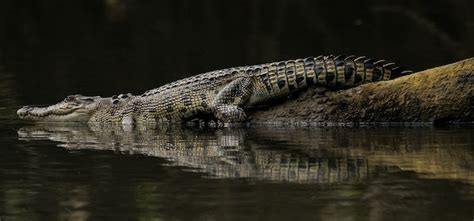 Crocodile and wildlife tours on the Daintree river. Crocodiles , birds, snakes , scenery, eco ...