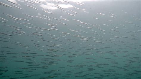 Pacific sand lance • Ammodytes hexapterus - Biodiversity of the Central ...