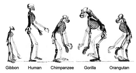 Bipedalism in human evolution