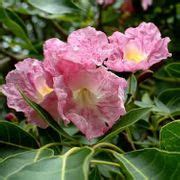 Tabebuia Rosea Seeds , Pink Trumpet Tree Seeds, Pink Poui Seeds