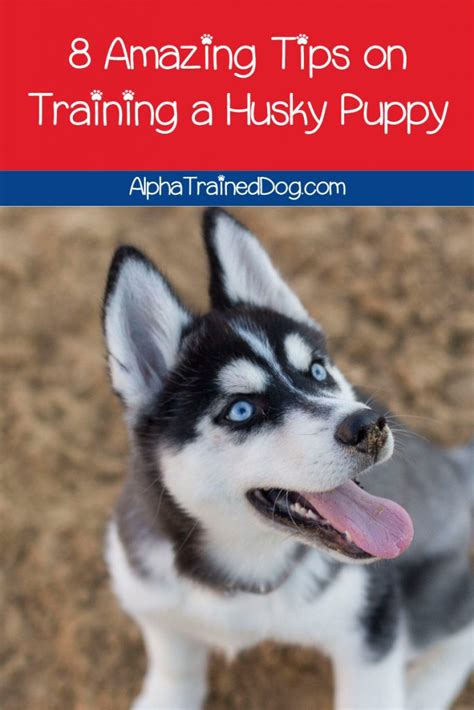 8 Amazing Tips on Training a Husky Puppy - Alpha Trained Dog