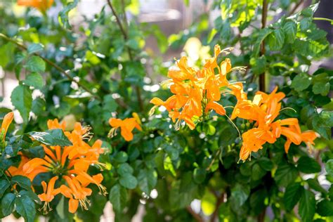 Cape Honeysuckle: Plant Care & Growing Guide