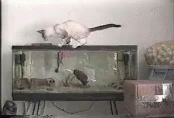 Cat Jumping Scared Of Hamster GIF | GIFDB.com