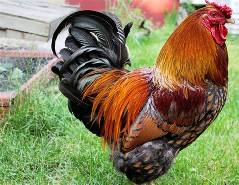 Stunning & Large - Golden Laced Wyandotte Rooster 1.5 yrs old, proven ...