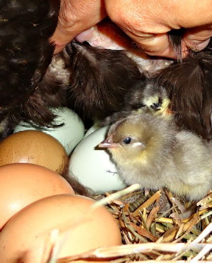 Hatching Eggs under a Broody Hen - Fresh Eggs Daily® with Lisa Steele