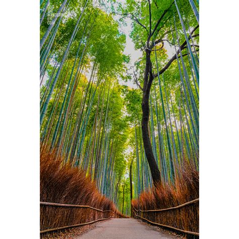 Arashiyama Bamboo Forest - Gotthewanderingeye | Wall Art Prints