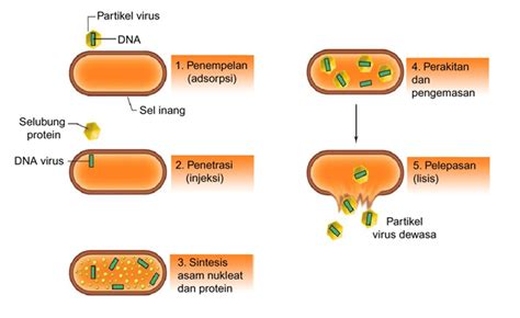 Sistem Reproduksi Virus - Materi IPA - SEO KILAT