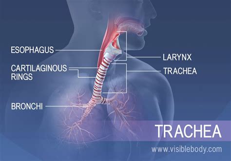 Larynx And Trachea Labeled Diagram