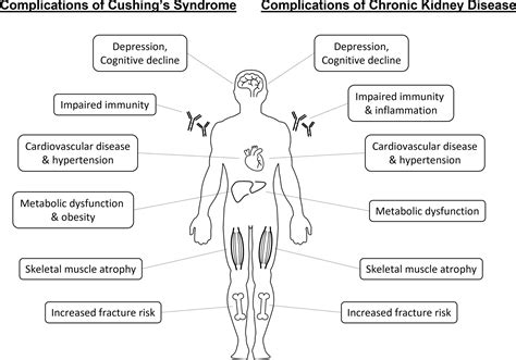 Frontiers | Cortisol excess in chronic kidney disease – A review of changes and impact on mortality