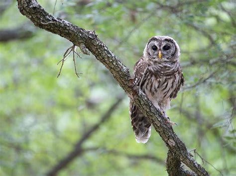 Juvenile Barred Owls (Identification Guide with Pictures) | Birdfact