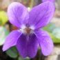 Edible Flowers Sweet Violet Organic Viola Odorata - 50 Seeds