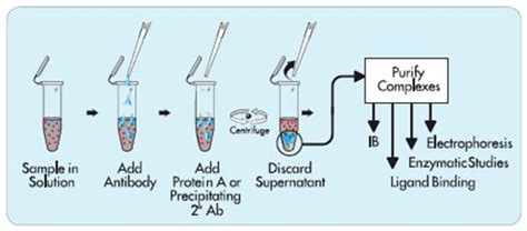 Immunoprecipitation (IP) protocol