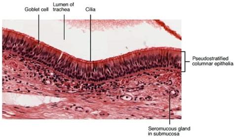 Goblet Cells | Definition, Functions, Mucus Secretion and Diseases