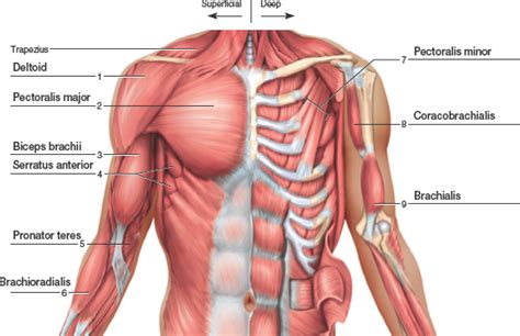 Chest Muscles Diagram / Labeled Anatomy Chart Of Male Biceps Photograph ...