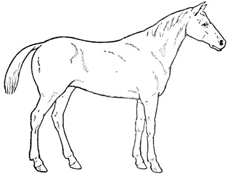 How to Draw Horses with Easy Step by Step Drawing Lessons – How to Draw ...