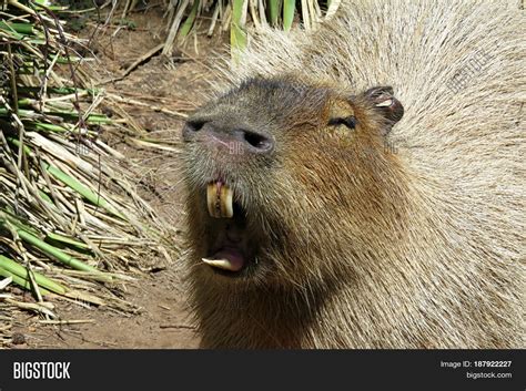 Capybara Hydrochoerus Image & Photo (Free Trial) | Bigstock