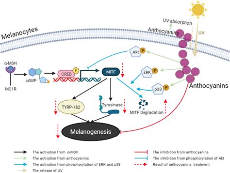 Mechanism of anthocyanin action against melanogenesis. Excessive UV... | Download Scientific Diagram