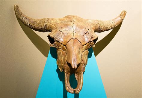 Prehistoric Bison Skull Photograph by Millard H. Sharp - Fine Art America