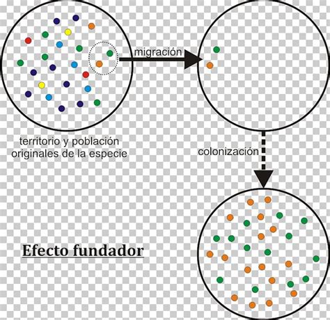 Founder Effect Genetic Drift Speciation Genetics Evolution PNG, Clipart ...