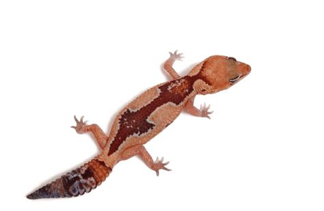 26 African Fat-Tailed Gecko Morphs & Colors (with Pictures)