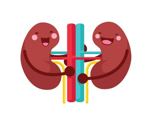 Kidney Illustrations, Royalty-Free Vector Graphics & Clip Art - iStock