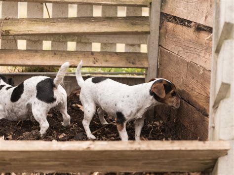 Pet Poop Composting - Can Dog Feces Go In Compost