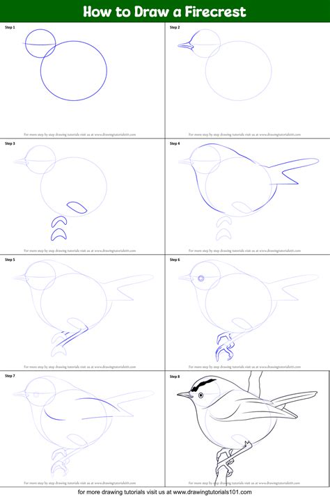 How to Draw a Firecrest (Birds) Step by Step | DrawingTutorials101.com