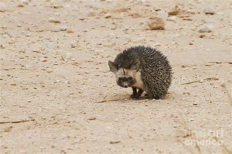 Desert Hedgehog Paraechinus Aethiopicus Photograph by Eyal Bartov