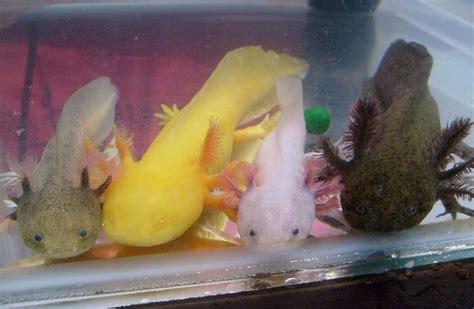 Axolotl Tank Setup: Tips Ideas For A Healthy Habitat, 56% OFF