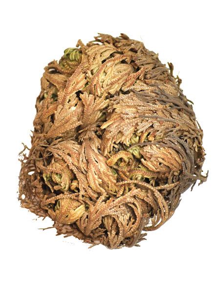 Rose Of Jericho 0.25lb - Herbs, Roots & Elements