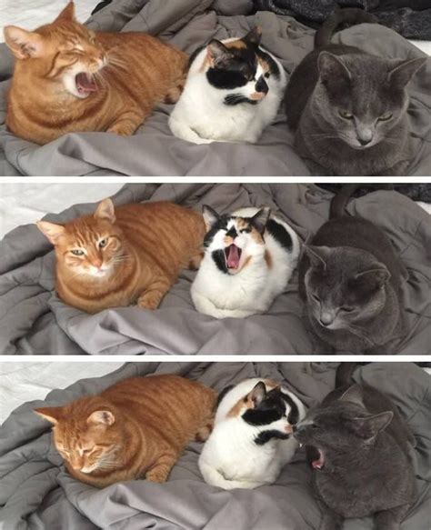 Funny Cat Yawning Meme - Cat Mania