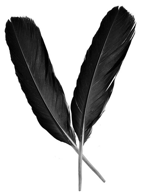 two raven feathers Raven Feather, Raven Art, Feather Art, Feather Tattoos, Tatoos, Native ...