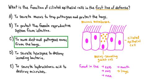 Cilia Function