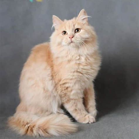 50+ Stunning Siberian Cat Colors & Patterns: Discover Them All | ThePetFAQ