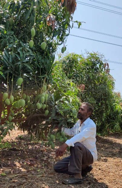 New Trend In Mango Farming Helps Maha Farmer Reap Profits Worth Rs 6 ...